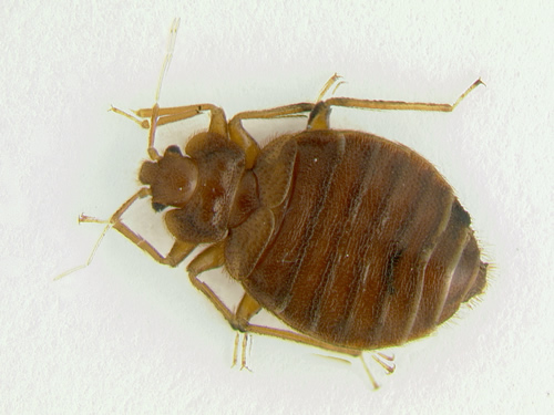 Large Adult Male Bed Bug