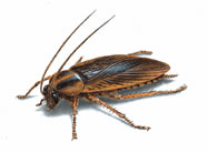 German Cockroach, Roach