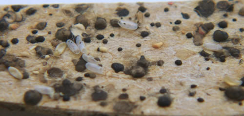bed bug eggs and exoskeletons