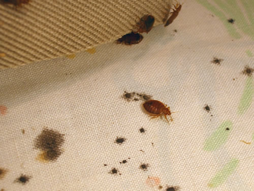 bed bugs and their stains