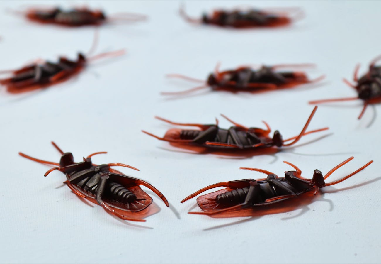Roaches Cockroaches, call exterminator